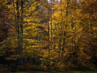 Herbstliche Buchen im Gegenlicht